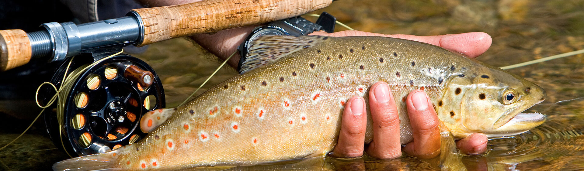 Fishing at Lake Achensee Home to a wide variety of fish species, Lake Achensee is a great destination for fishing enthusiasts.