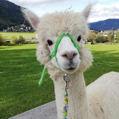 Mit Alpakas, die eine sanftmütige und friedliche Art besitzen, durch die sommerliche Landschaft am Achensee wandern.