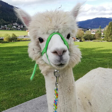 Alpakas am Achensee im Sommer Mit Alpakas, die eine sanftmütige und friedliche Art besitzen, durch die sommerliche Landschaft am Achensee wandern.