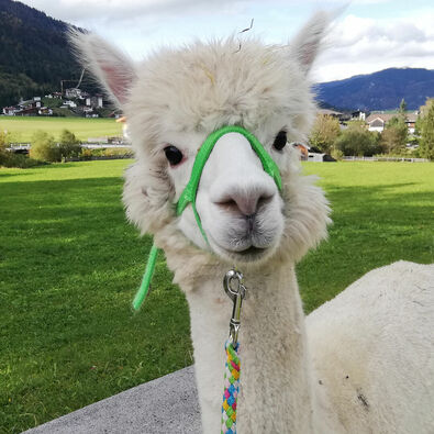 Their gentle and calm personality makes alpacas the perfect walking companions in the summer landscape of Lake Achensee.