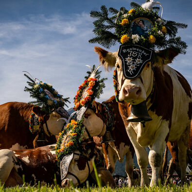 Cattle drive of the Gramai Alm The cows rest and graze during the cattle drive from the summer pastures of the Gramai Alm.
