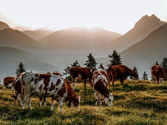 Cabin8 Alpine Flair Apartments
