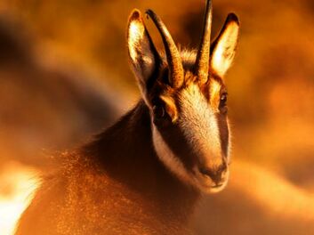 Ausstellung "Leidenschaft Karwendel"