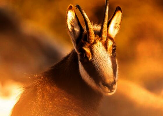 Ausstellung "Leidenschaft Karwendel"