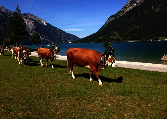 Almabtrieb Achenkirch - Pertisau