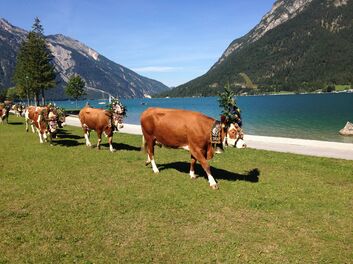 Almabtrieb Achenkirch - Pertisau